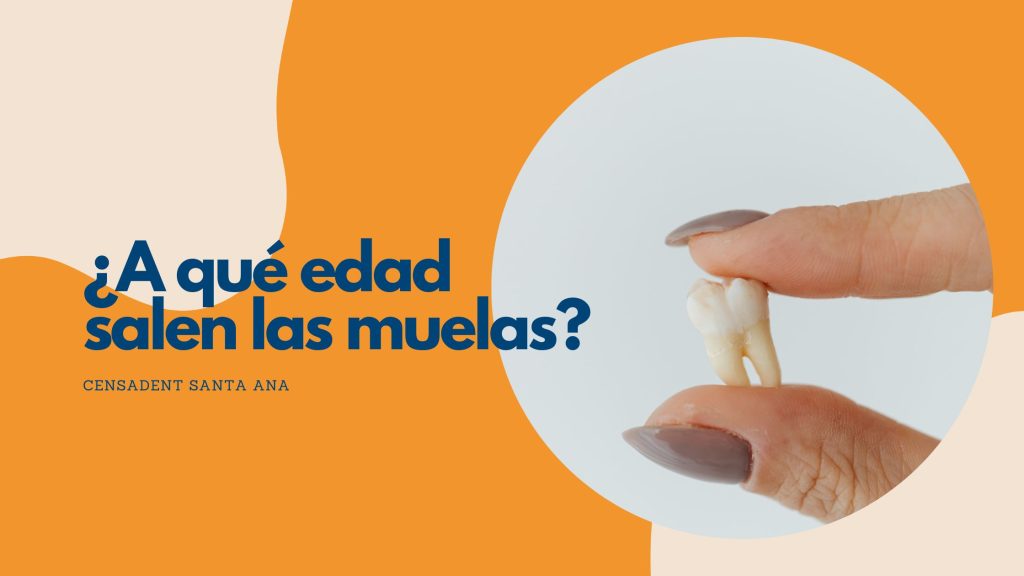a que edad salen las muelas